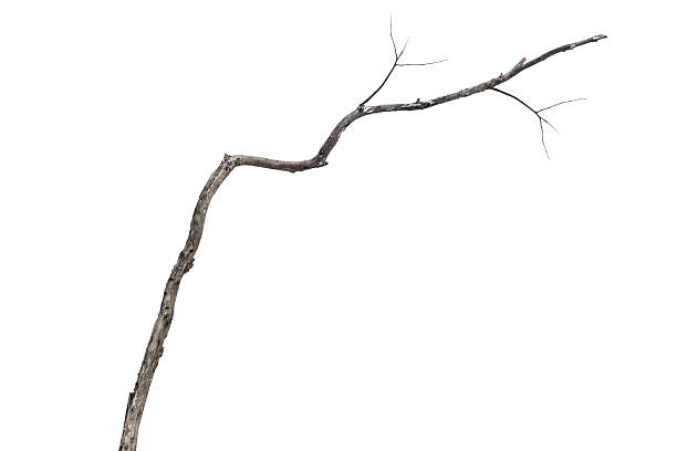istock dry dead branch isolated on white background 494120404