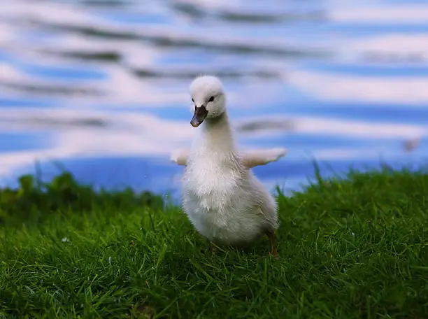 White Swan Cygnet on the grass