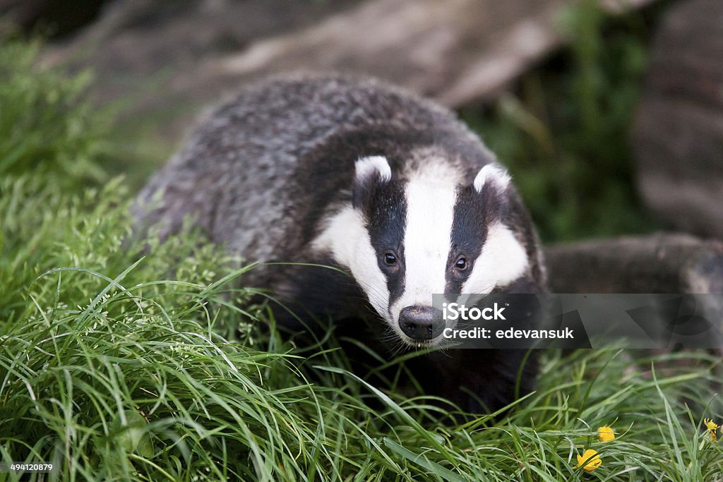 Badger European badger also called Eurasian badger Badger Stock Photo