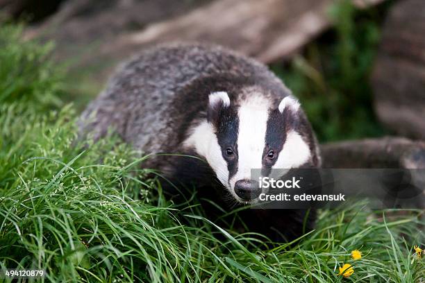 Badger Stock Photo - Download Image Now - Badger, Animal Head, Close-up