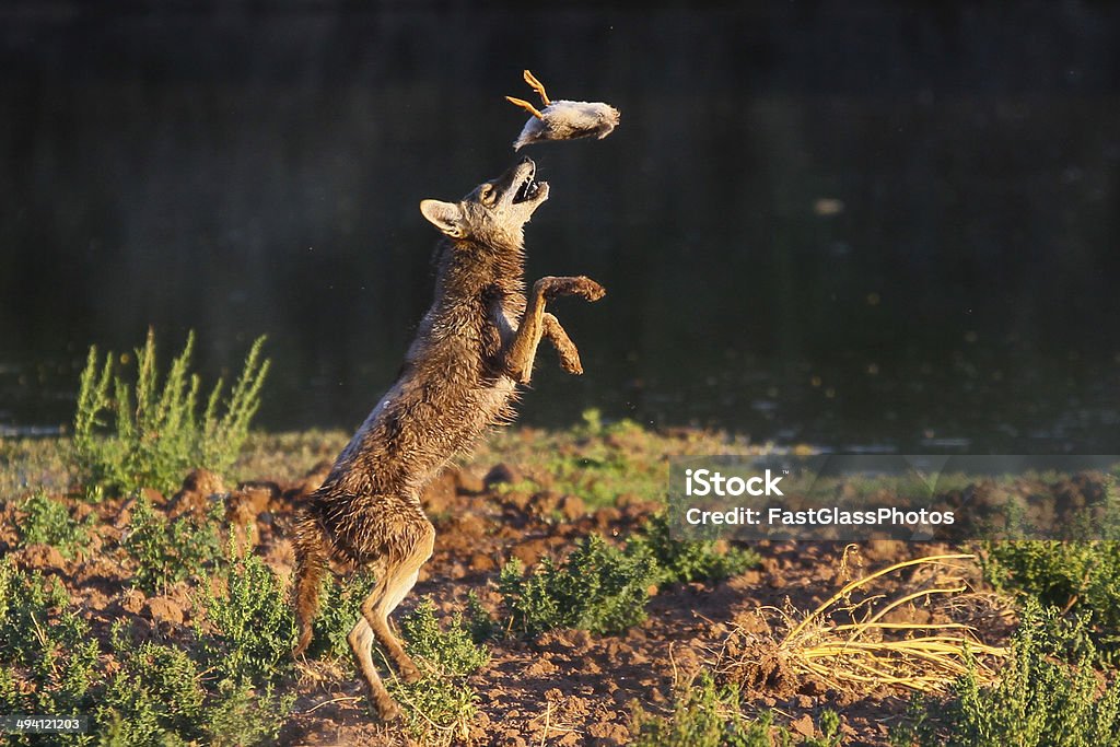 Coyote Playing with Duck Coyote plays with food before dinner. Coyote Stock Photo