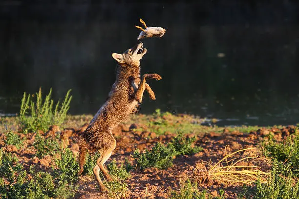 Coyote plays with food before dinner.