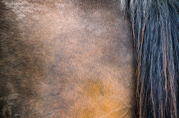 istock Horse coat texture 494121317