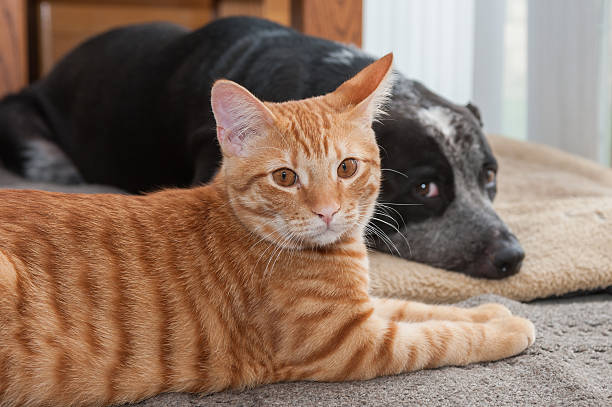 istock Settling in for a nap 494121398