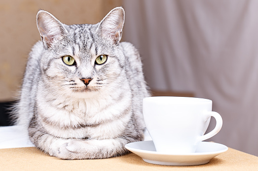 White tea coffee mug cat