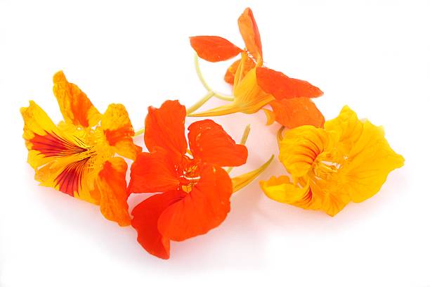 istock edible flowers decoration 494121857