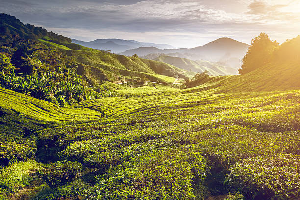 istock Tea plantation in Malaysia 494122010
