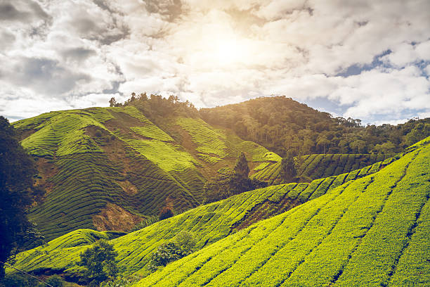 istock Tea plantation in Malaysia 494122028