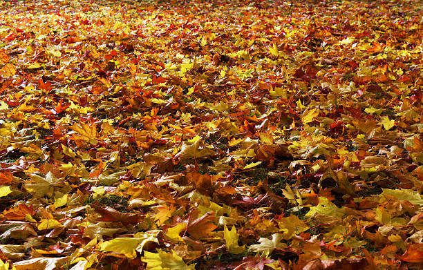 istock London Autumn Leaves 494122282