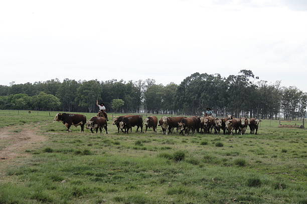 istock Bulls in the field 494122368