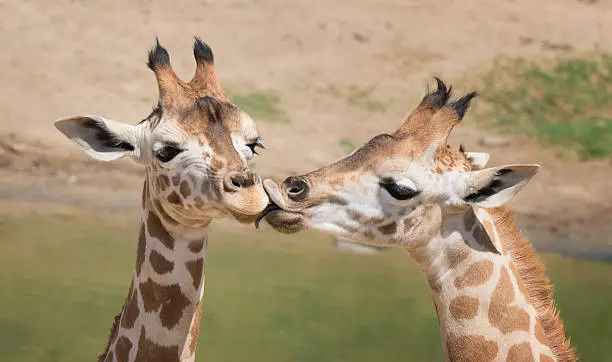 Photo of Two Kissing Giraffes