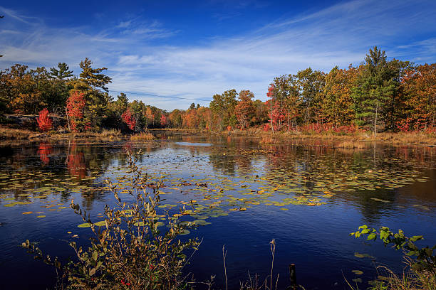 istock The frog pond in autumn 494122758