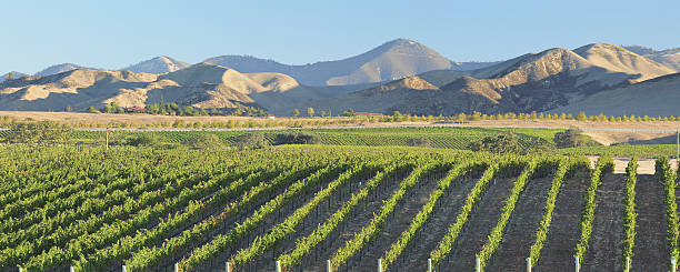 포도원입니다 가로-캘리포니아 - vineyard california santa barbara county panoramic 뉴스 사진 이미지