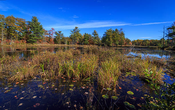 istock Reeds and lilypads in autumn 494122884