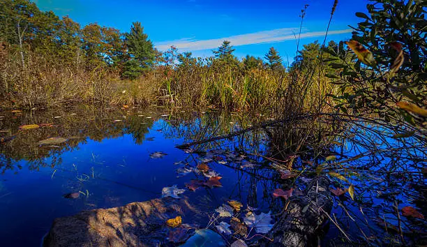 The pond is a deep blue with leaves and lilypads on it, and the sky has high streaming clouds in the nature landscape.