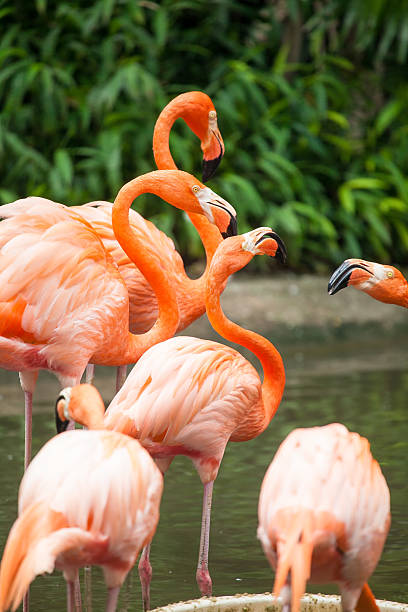 istock Several pink Caribbean Flamingo in the park 494122996