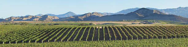 Vineyard Landscape - California