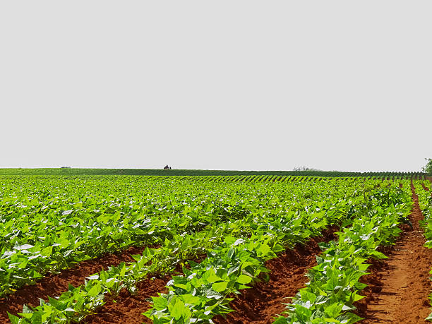 Bean Plantation stock photo