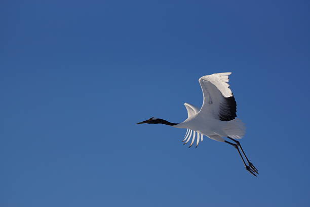 istock Red-crested white crane in Kushiro-shitsugen 494123746
