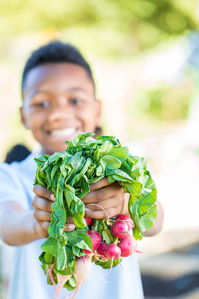 istock Student holding vegetables from garden during farm field trip 494124010