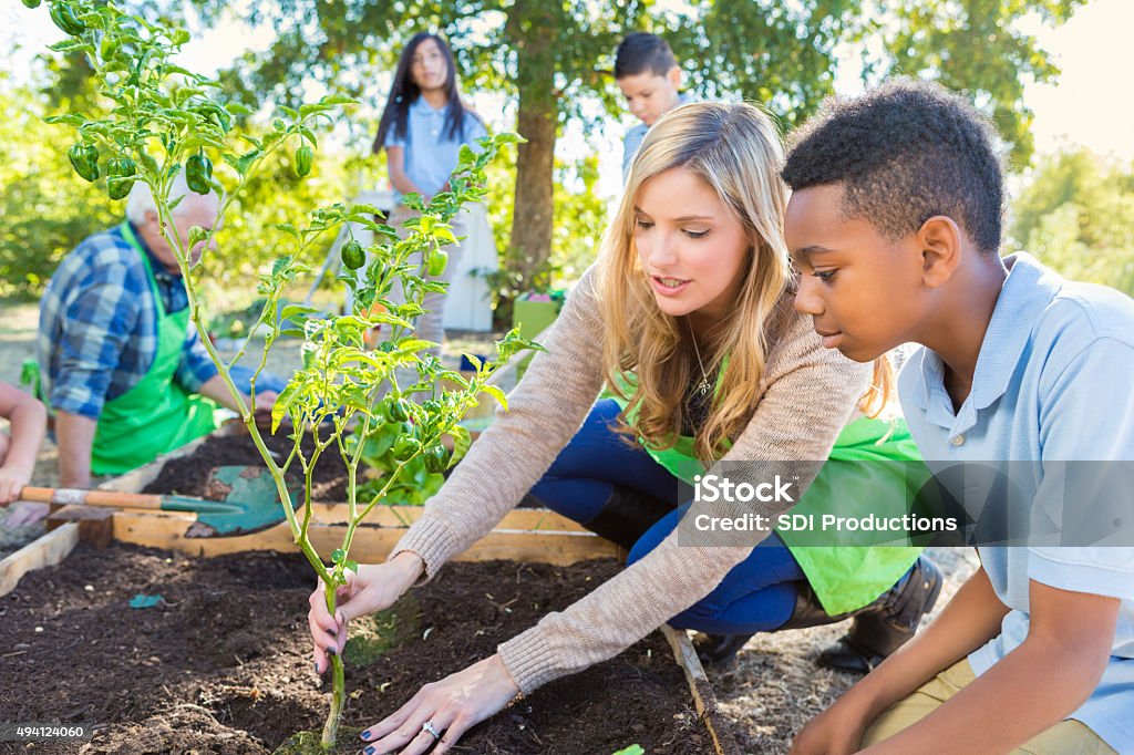 Teacher and student working in garden during farm field trip Mid adult Caucasian woman is teaching elementary school class during field trip at farm. Teacher and elementary age African American little boy are planting a vegetable plant in garden. Farmer and diverse classmates are gardening in background. Students are wearing private school uniforms. Planting Stock Photo