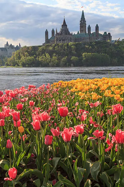 Photo of Ottawa Tulip Festival