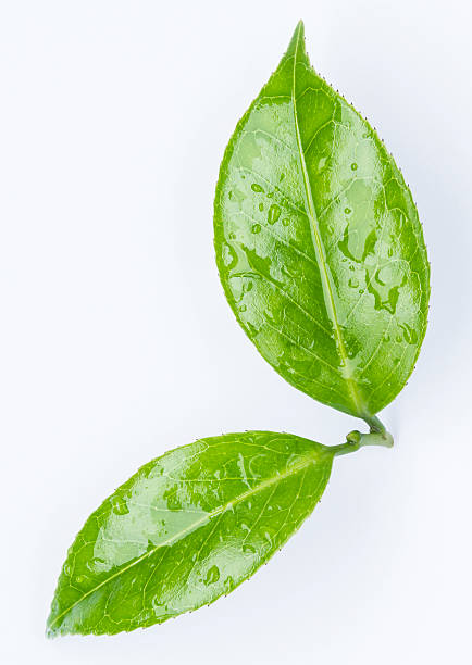 istock Water Drop on Camellia Leaves. 494124887