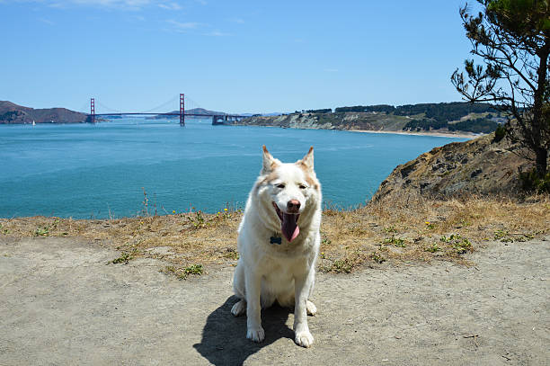 istock Cute husky hiking in San Francisco at Lands End 494125208