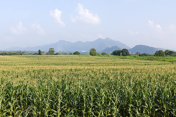 istock Field of corn ready for harvest 494125292