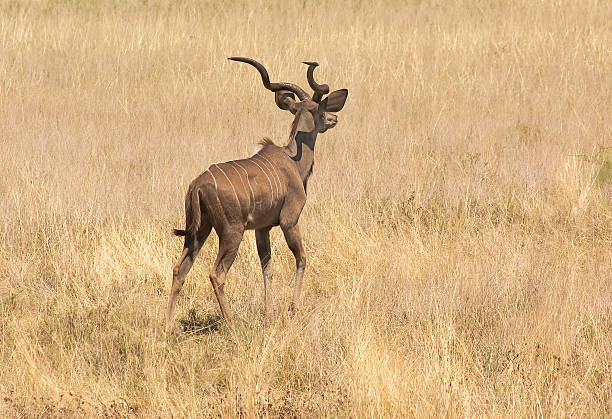 istock Kudu in Etosha, Namibia 494125405