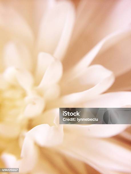 Pale Pink Chrysanthemum Flower Macro Stock Photo - Download Image Now - Beauty In Nature, Chrysanthemum, Close-up
