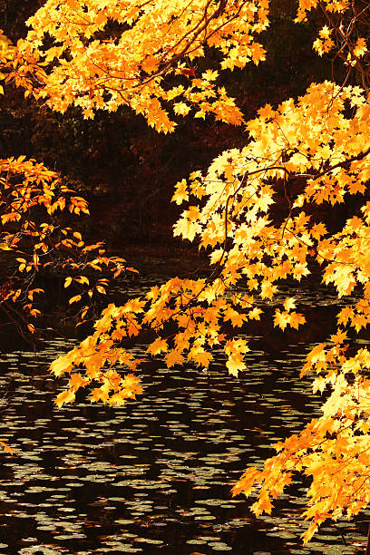 Fall foliage - maple leaves with lotus leaves on pond stock photo