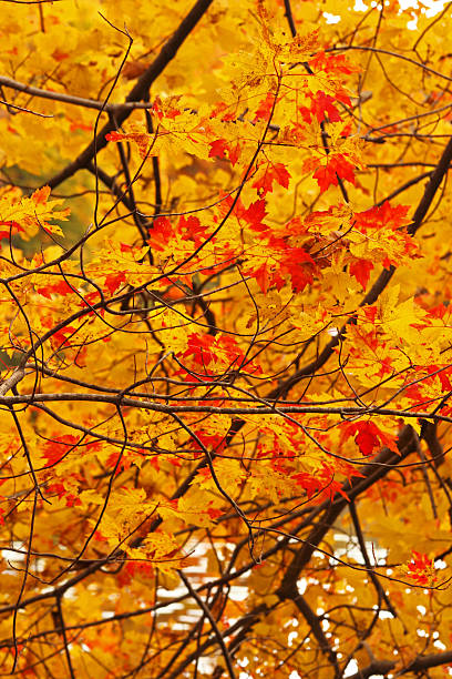 Fall foliage - red and yellow maple leaves stock photo