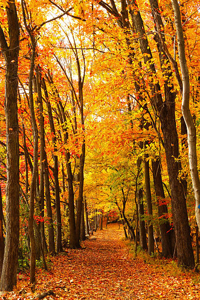 Beautiful autumn trail stock photo