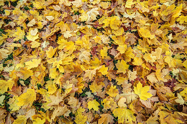 istock yellow fallen autumn leaves 494128670