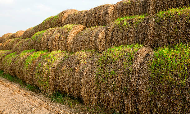 istock unripe agricultural field 494129446