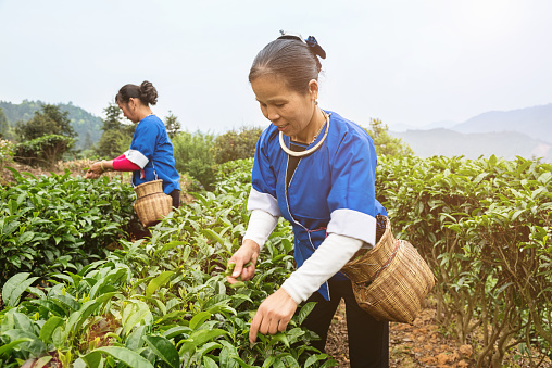 Two chinese women in traditional clothes picking tea for dong oil tea on farming, agriculture tea garden upon the hills of Cheng Yang, Sanjiang, Guangxi Zhuang Autonomous Region,  China. Real People Tea Harvesting Scene.