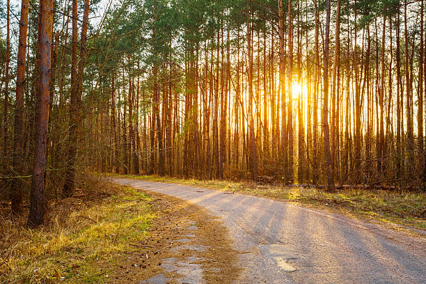 estrada, caminho, passeio através da floresta. pôr do sol nascer do sol no outono con - con trail imagens e fotografias de stock