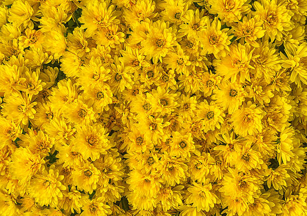 istock Yellow Mums or Chrysanthemums 494133680