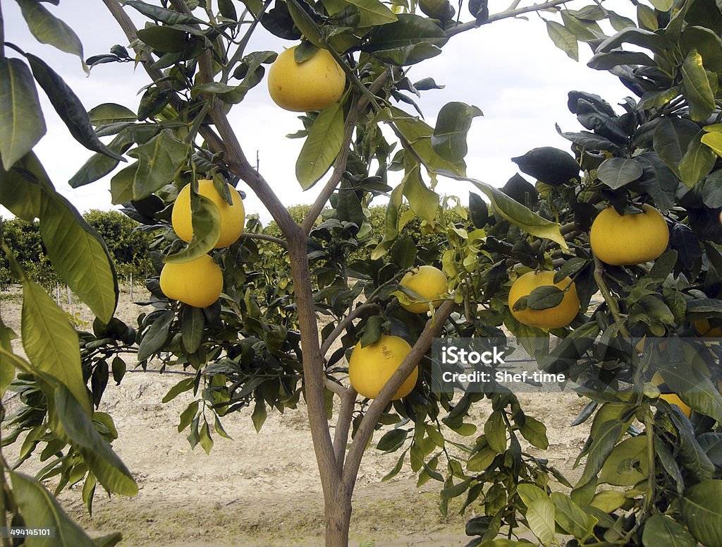 Grapefruit tree Young tree with fruits grapefruit Citrus Fruit Stock Photo