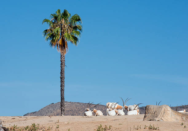 Oryx,