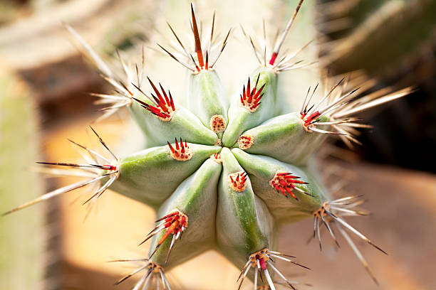 istock Close-up of cactus 494146101