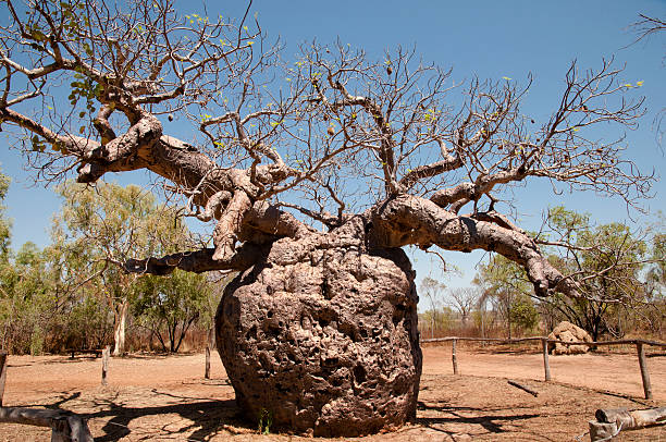 Baobab Tree - Australia Believed to be 1500 years of age & has 14 meters in circumference kimberley plain stock pictures, royalty-free photos & images