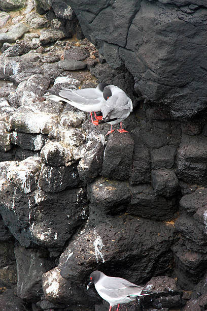 istock Galapagos: Swallow-tailed Gulls on South Plaza Island 494147765