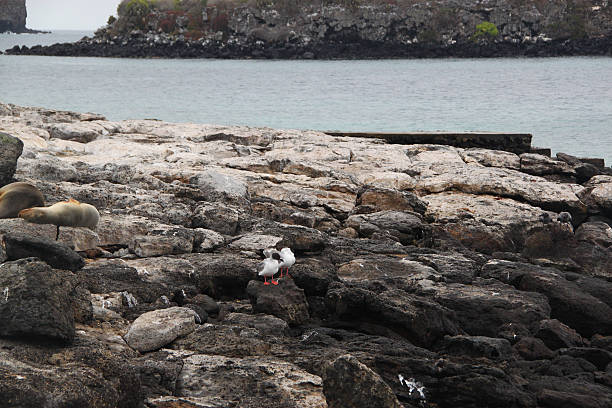 Swallow-tailed Gulls (Creagrus furcatus) forage for food on the rocky shoreline of South Plaza Island.