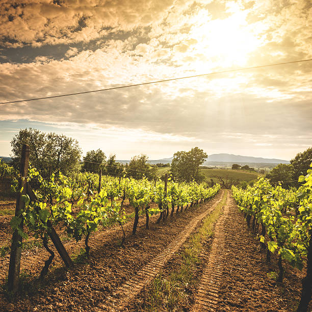 istock italian vineyard landscape at sunset 494148983