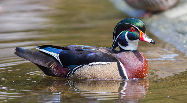istock Male wood duck 494149481