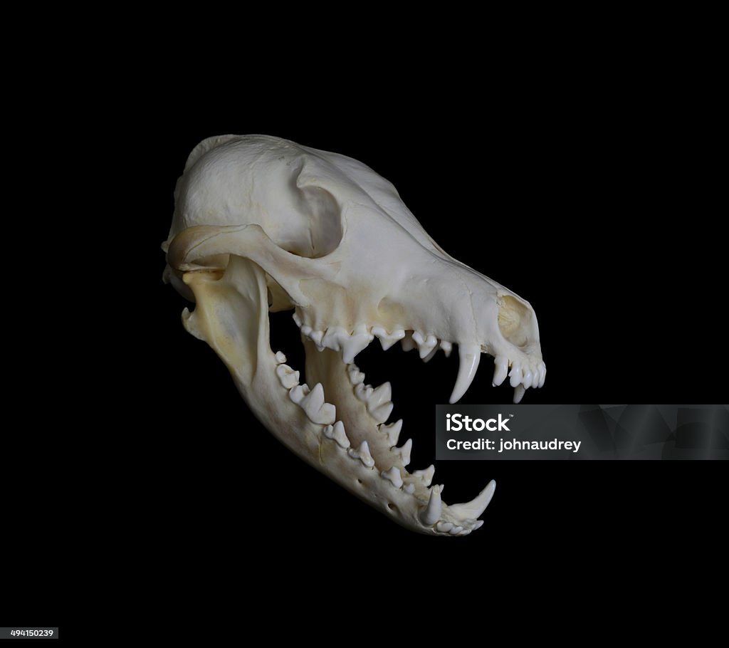 Coyote Skull Portrait of a Coyote Skull Animal Skeleton Stock Photo