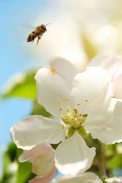 Bee collects pollen from the flowers of apple