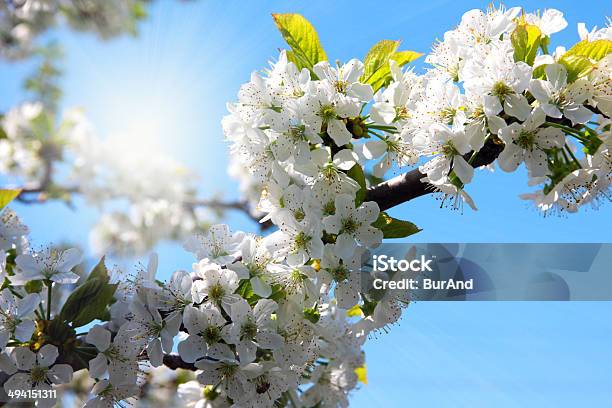 Flowers Are A Cherry Stock Photo - Download Image Now - Animal Body Part, Animal Head, Beauty In Nature